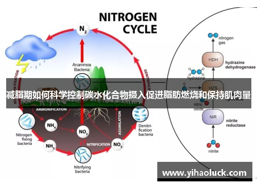 减脂期如何科学控制碳水化合物摄入促进脂肪燃烧和保持肌肉量